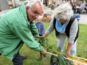 Lieselotte Ittner und Werner Schlötterer beim Vermessen der Sonnenblumen Lieselotte Ittner und Werner Schlötterer beim Vermessen der Sonnenblumen